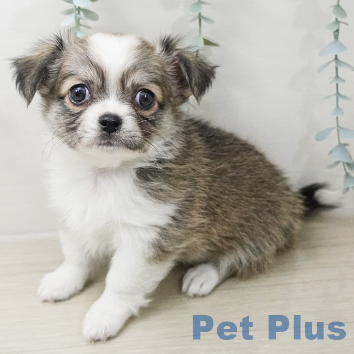 宮城県のチワワ(ロング) (ペットプラス 名取店/2026年2月28日生まれ/男の子/フォーンホワイト)の子犬の2枚目の画像