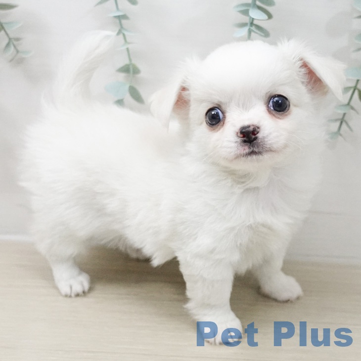 埼玉県のチワワ(ロング) (ペットプラス ピオニウォーク東松山店/2026年2月28日生まれ/男の子/ホワイトクリーム)の子犬の1枚目の画像
