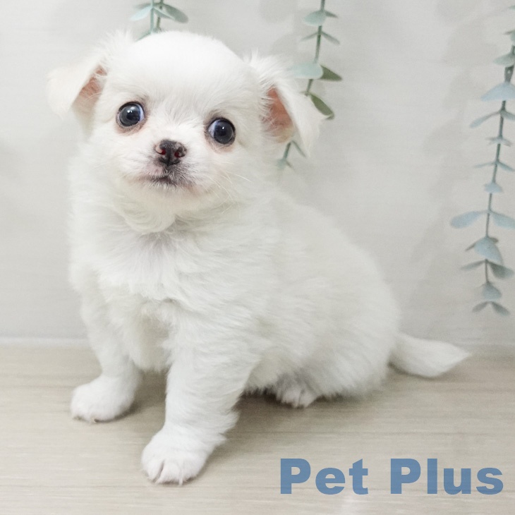埼玉県のチワワ(ロング) (ペットプラス ピオニウォーク東松山店/2026年2月28日生まれ/男の子/ホワイトクリーム)の子犬の2枚目の画像