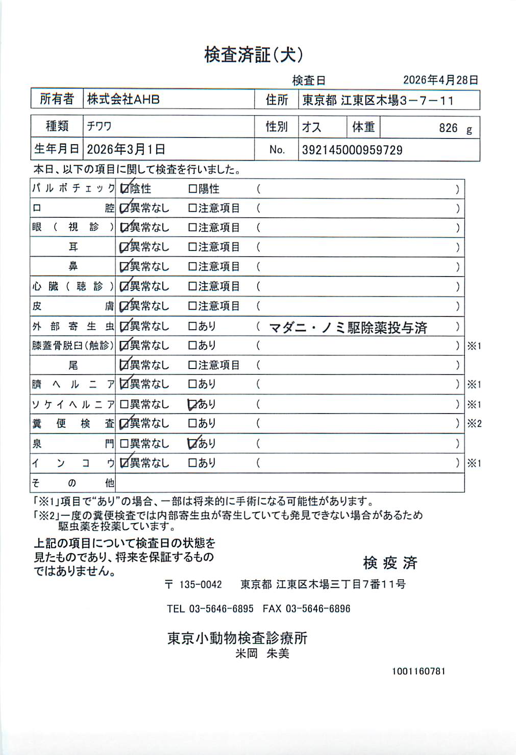 チワワ