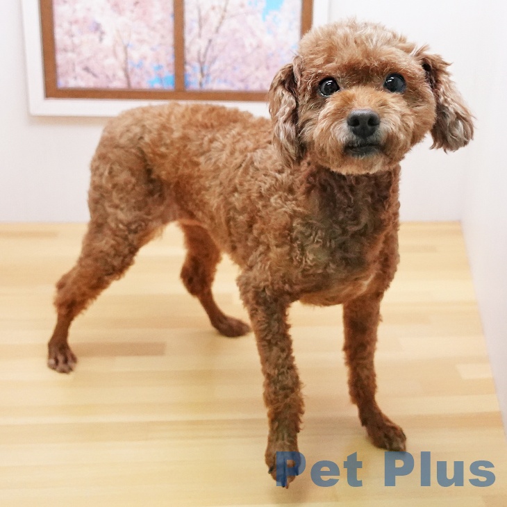 トイ・プードルの詳細情報 | PetPlus パートナードッグ&キャット