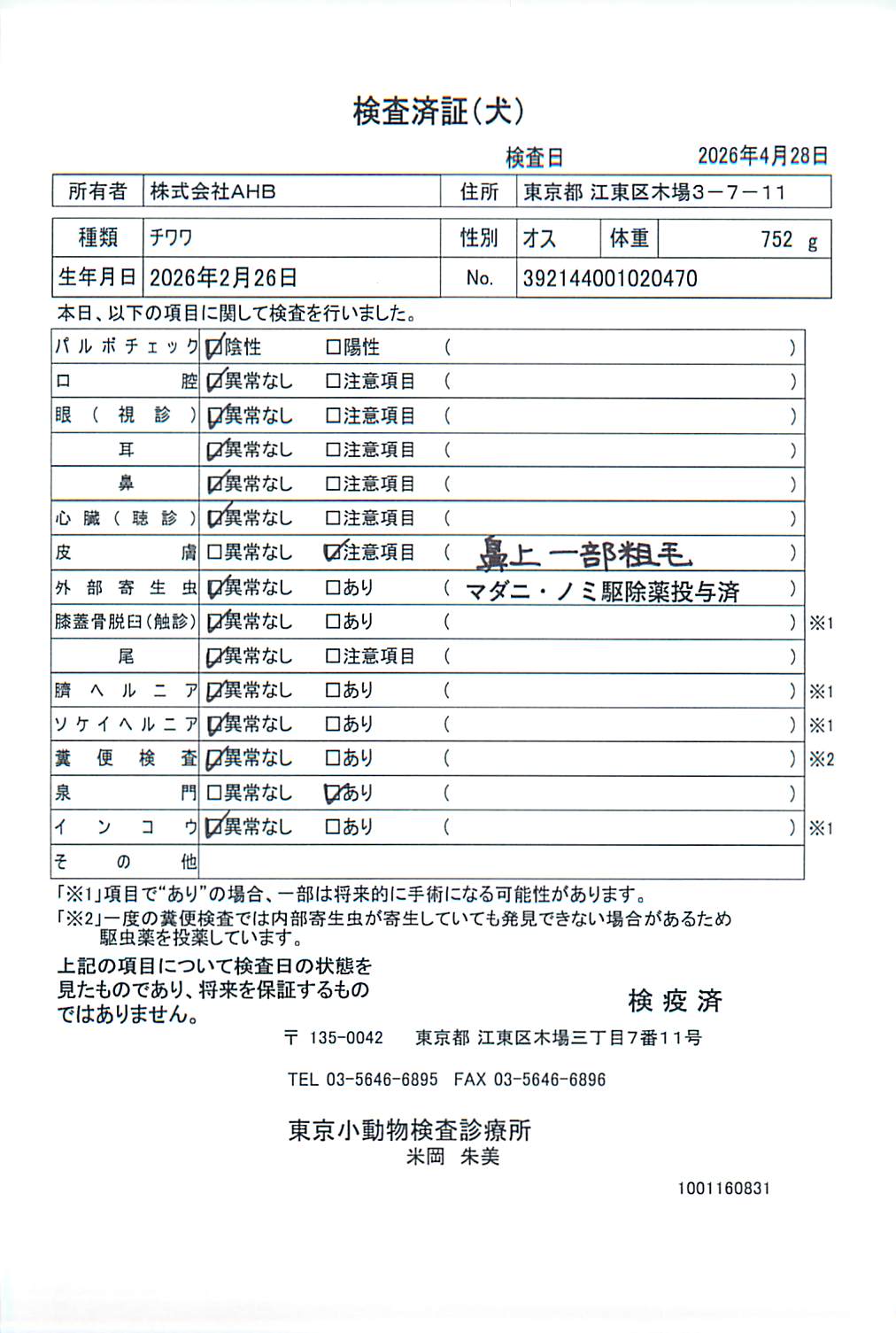 チワワ