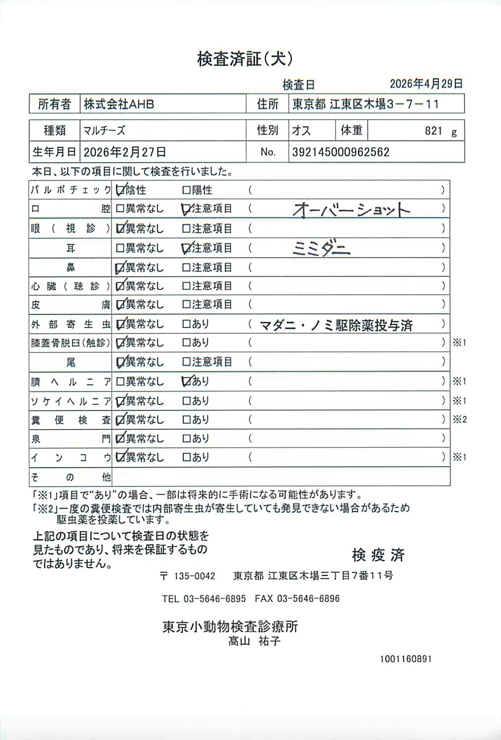マルチーズ