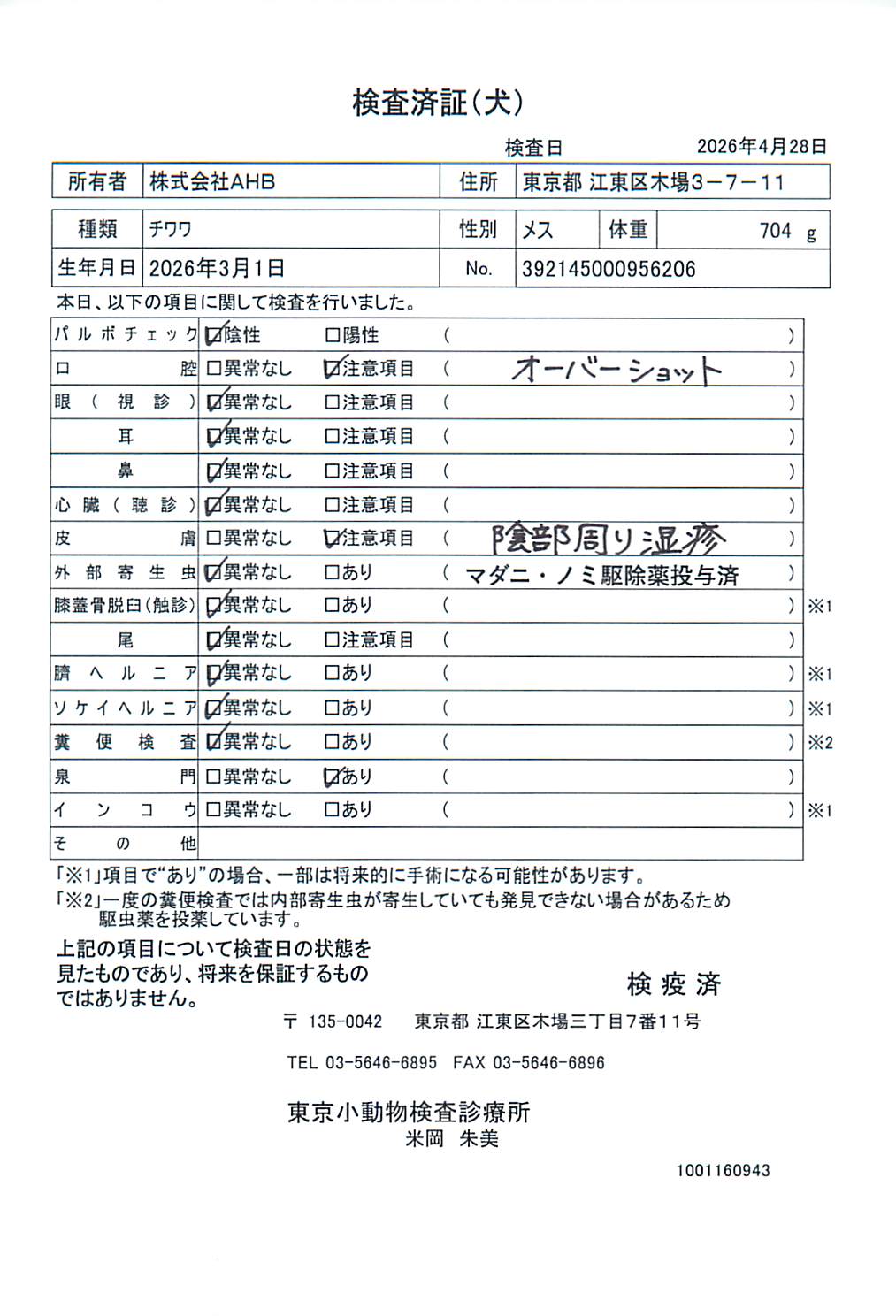 チワワ