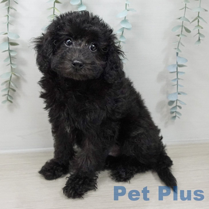 埼玉県のトイプードル(トイ) (ペットプラス 羽生店/2026年3月1日生まれ/男の子/ブラック)の子犬
