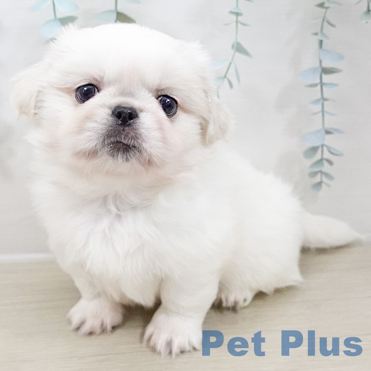 山梨県のペキニーズ (ペットプラス 甲府昭和店/2026年3月6日生まれ/男の子/ホワイト)の子犬