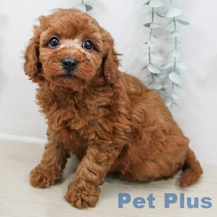 埼玉県のトイプードル(トイ) (ペットプラス 羽生店/2026年3月5日生まれ/男の子/レッド)の子犬