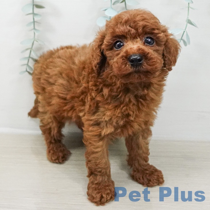 東京都のトイプードル(トイ) (ペットプラス 日の出店/2026年3月6日生まれ/男の子/レッド)の子犬