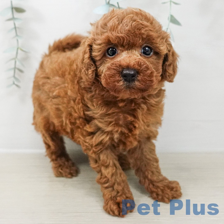 埼玉県のトイプードル(トイ) (ペットプラス 羽生店/2026年3月6日生まれ/女の子/レッド)の子犬