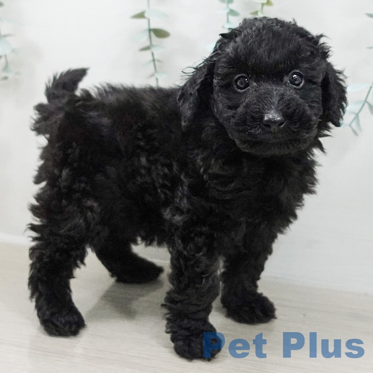 埼玉県のトイプードル(トイ) (ペットプラス 上尾店/2026年3月5日生まれ/男の子/ブラック)の子犬