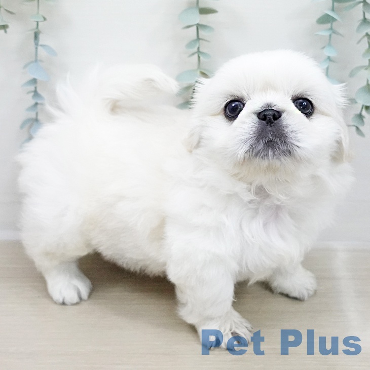 ペキニーズ