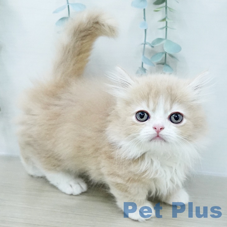 熊本県のマンチカン (ペットプラス 熊本店/2026年3月4日生まれ/男の子/クリームホワイト)の子猫