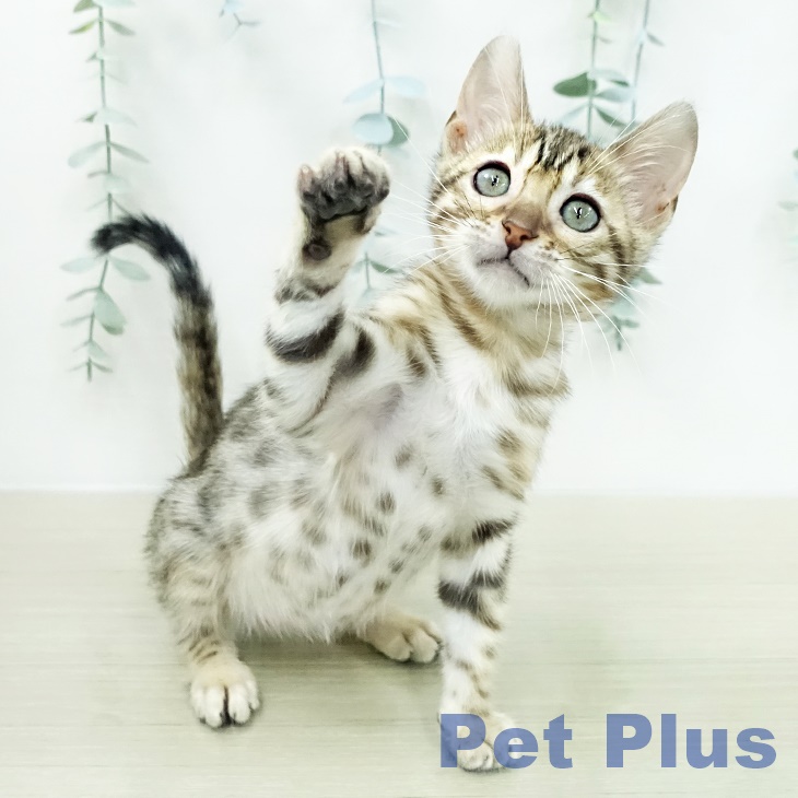 東京都のベンガル (ペットプラス 大井町トラックス店/2026年2月15日生まれ/女の子/ブラウンスポットタビー)の子猫の2枚目の画像