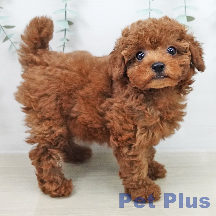 宮城県のトイプードル(トイ) (ペットプラス 名取店/2026年3月10日生まれ/女の子/レッド)の子犬