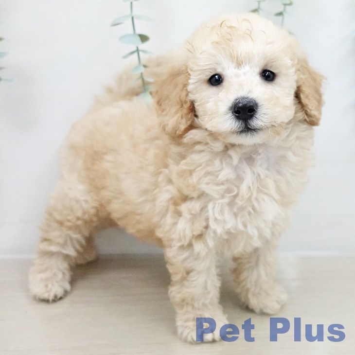 宮城県のトイプードル(トイ) (ペットプラス 名取店/2026年3月11日生まれ/男の子/オレンジフォーン)の子犬