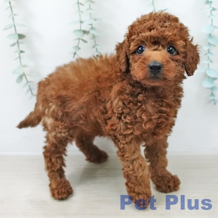 長野県のトイプードル(トイ) (ペットプラス 長野店/2026年3月11日生まれ/女の子/レッド)の子犬