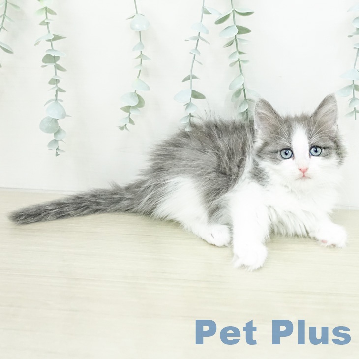 ノルウェージャンフォレストキャットの写真2