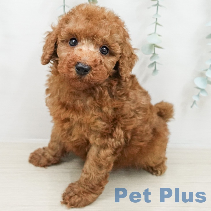 長野県のトイプードル(トイ) (ペットプラス 上田店/2026年3月12日生まれ/男の子/レッド)の子犬