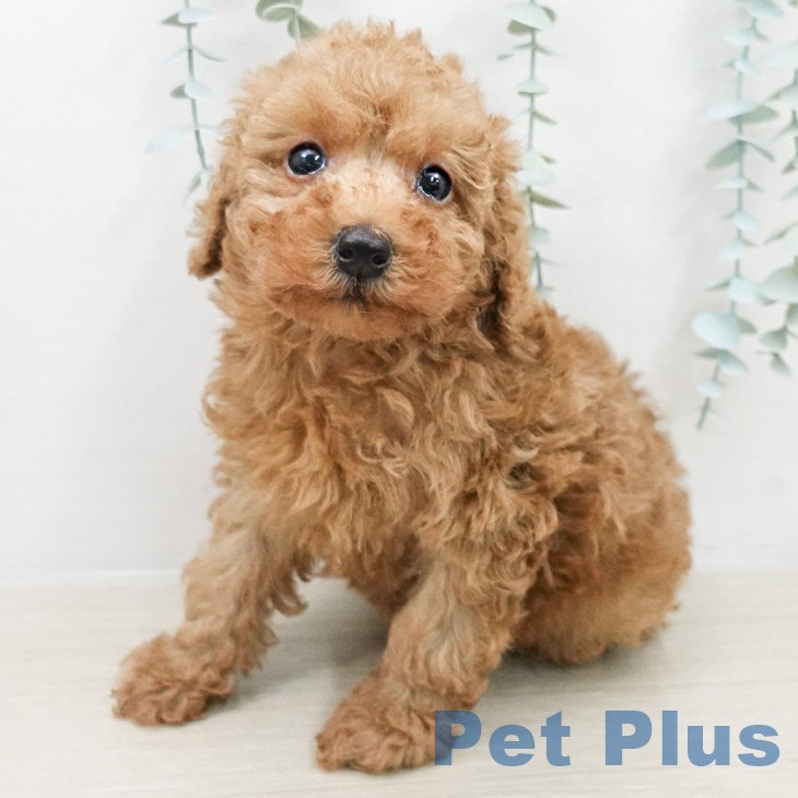 長野県のトイプードル(トイ) (ペットプラス 長野店/2026年3月12日生まれ/男の子/レッド)の子犬