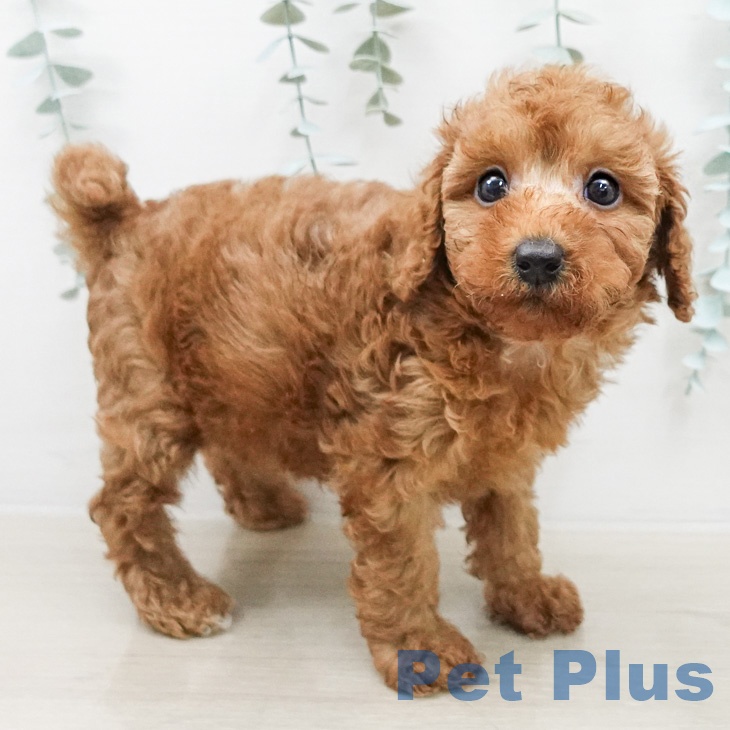 長野県のトイプードル(トイ) (ペットプラス 上田店/2026年3月12日生まれ/女の子/レッド)の子犬