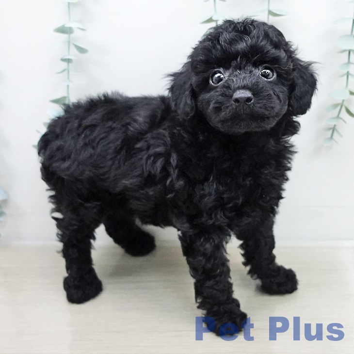 長野県のトイプードル(トイ) (ペットプラス 上田店/2026年3月9日生まれ/男の子/ブラック)の子犬