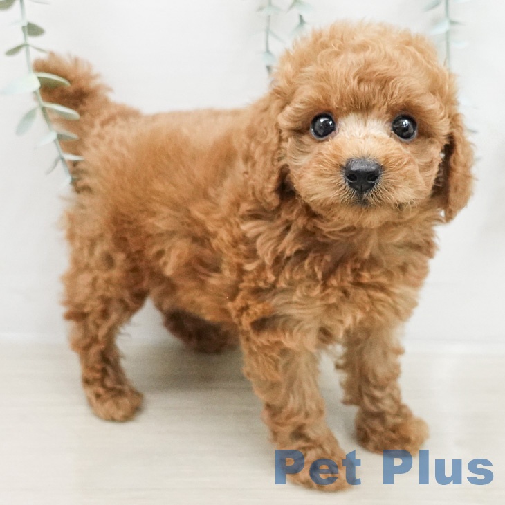 埼玉県のトイプードル(トイ) (ペットプラス 与野店/2026年3月5日生まれ/女の子/レッド)の子犬