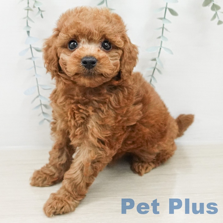 東京都のトイプードル(トイ) (ペットプラス 板橋店/2026年3月5日生まれ/女の子/レッド)の子犬