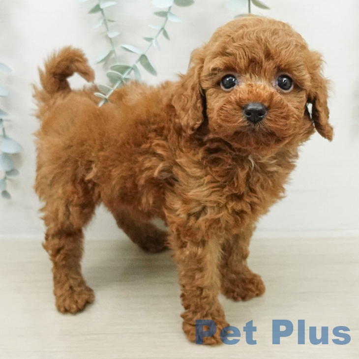 神奈川県のトイプードル(トイ) (ペッツワン 小田原店/2026年3月13日生まれ/男の子/レッド)の子犬の1枚目の画像