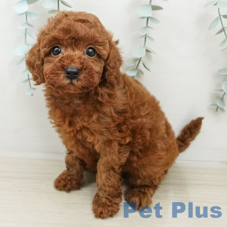 埼玉県のトイプードル(トイ) (ペットプラス 与野店/2026年3月13日生まれ/女の子/レッド)の子犬