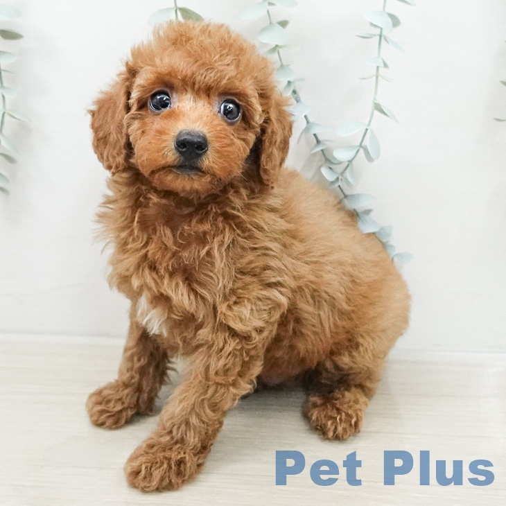 埼玉県のトイプードル(トイ) (ペットプラス 川口店/2026年3月13日生まれ/男の子/レッド)の子犬の1枚目の画像