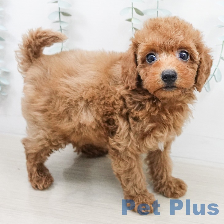 埼玉県のトイプードル(トイ) (ペットプラス 川口店/2026年3月13日生まれ/男の子/レッド)の子犬の2枚目の画像