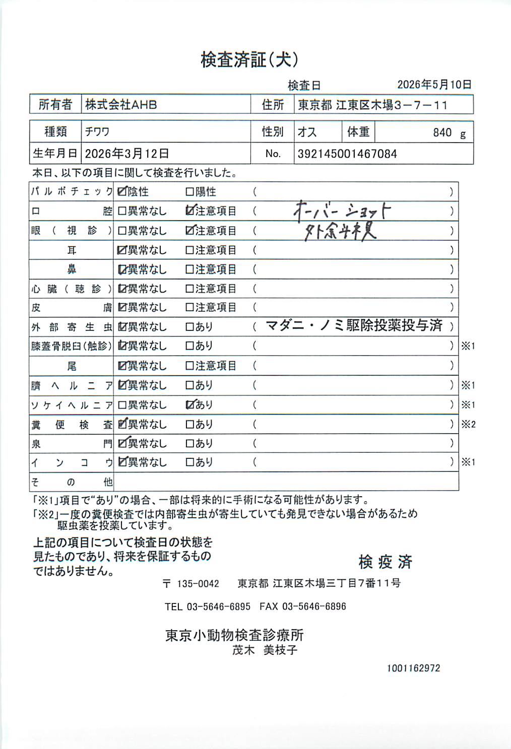 チワワ