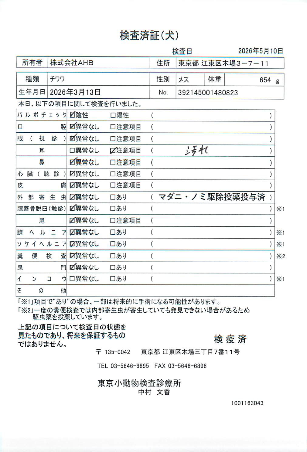 チワワ
