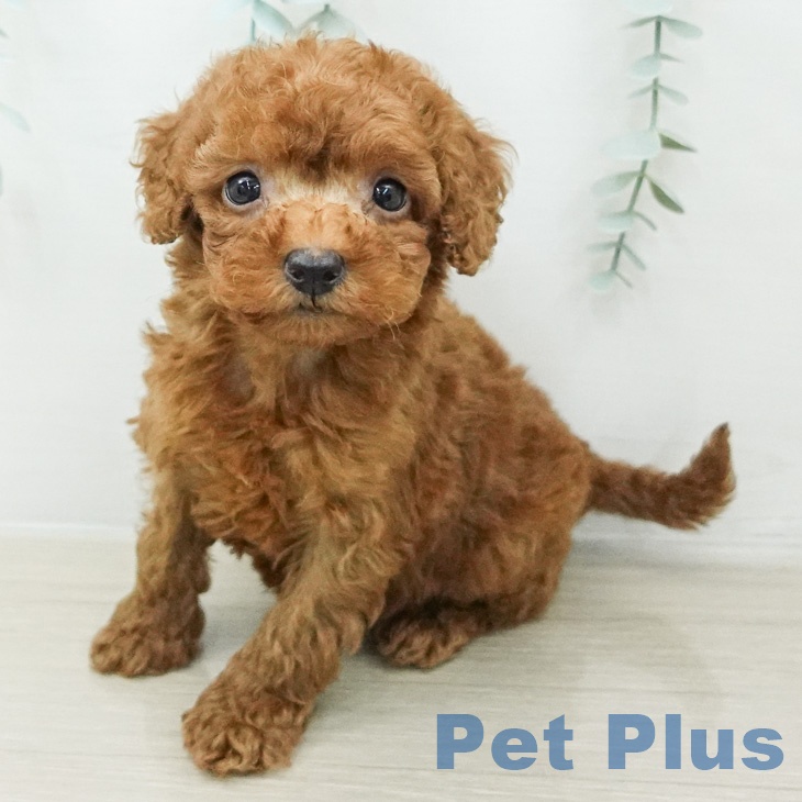 東京都のトイプードル(トイ) (ペットプラス 板橋店/2026年3月13日生まれ/男の子/レッド)の子犬