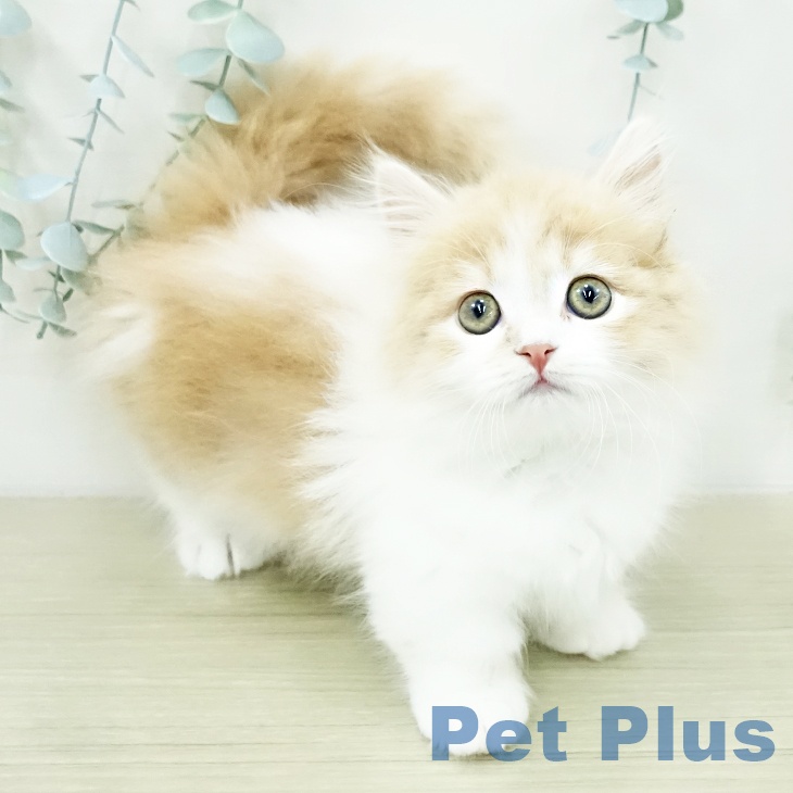長崎県のマンチカン (ペットプラス 長崎店/2026年3月7日生まれ/男の子/クリームタビーホワイト)の子猫の1枚目の画像