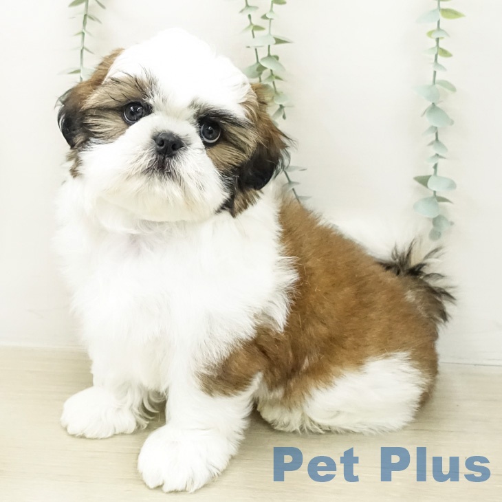 埼玉県のシーズー (ペットプラス 川口店/2026年3月9日生まれ/男の子/ゴールドホワイト)の子犬