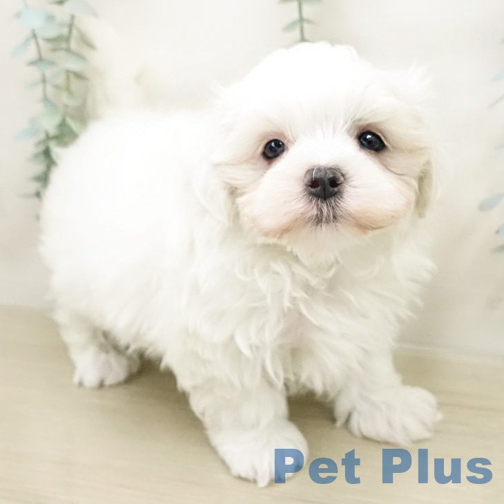 埼玉県のマルチーズ (ペットプラス コクーンシティ店/2026年3月15日生まれ/男の子/ホワイト)の子犬