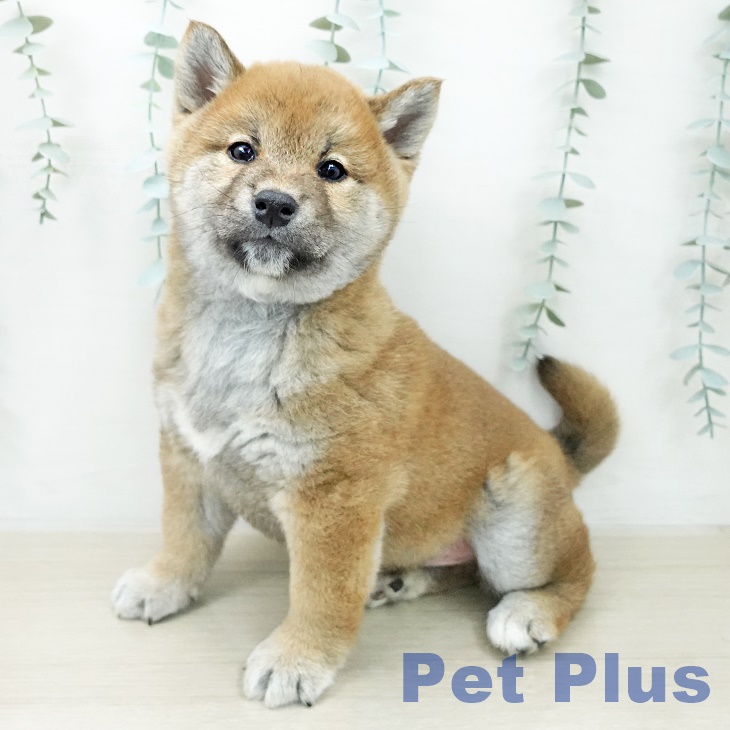 千葉県の柴犬(標準サイズ) (ペットプラス コトエ流山おおたかの森店/2026年3月16日生まれ/男の子/赤)の子犬