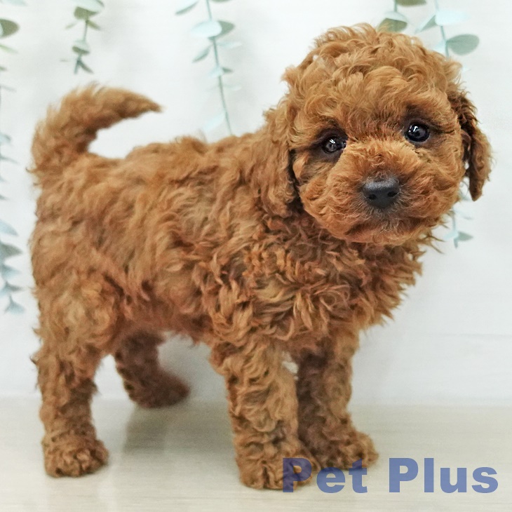 神奈川県のトイプードル(トイ) (ペッツワン 小田原店/2026年3月15日生まれ/男の子/レッド)の子犬の2枚目の画像
