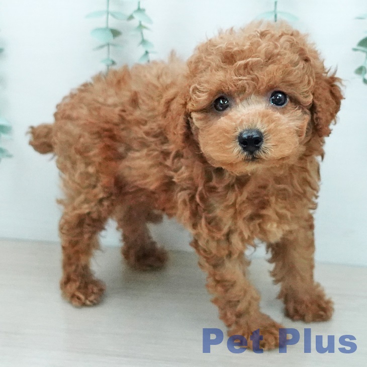 神奈川県のトイプードル(トイ) (ペットプラス 座間店/2026年3月16日生まれ/男の子/レッド)の子犬の2枚目の画像