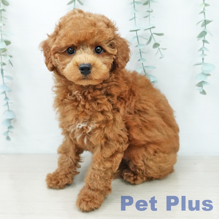 東京都のトイプードル(トイ) (ペッツワン 青梅インター店/2026年3月11日生まれ/男の子/レッド)の子犬の1枚目の画像
