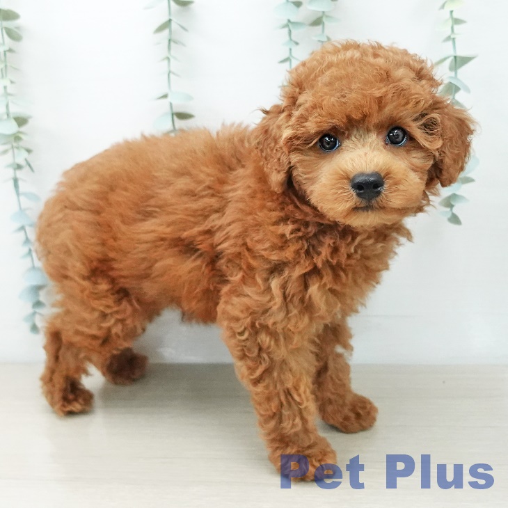 東京都のトイプードル(トイ) (ペッツワン 青梅インター店/2026年3月11日生まれ/男の子/レッド)の子犬の2枚目の画像