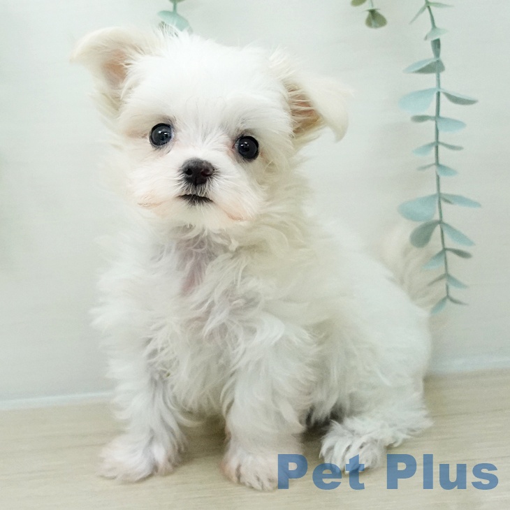 ペットプラス 仙台上杉店 | マルチーズの詳細情報 | 子犬・子猫専門