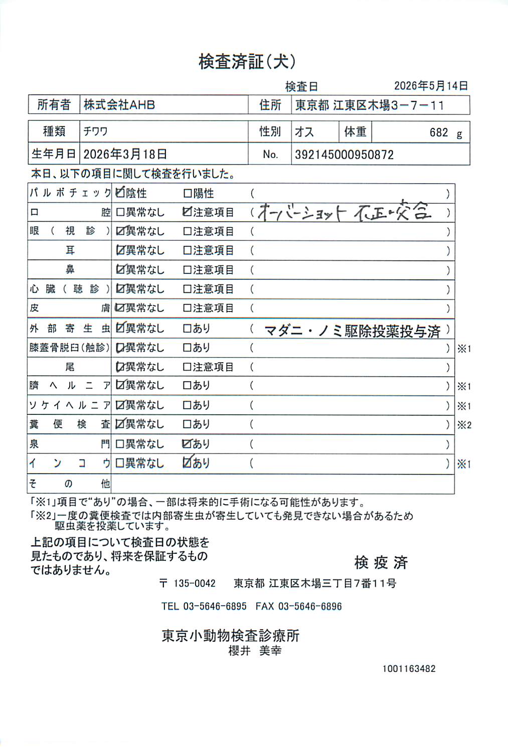 チワワ