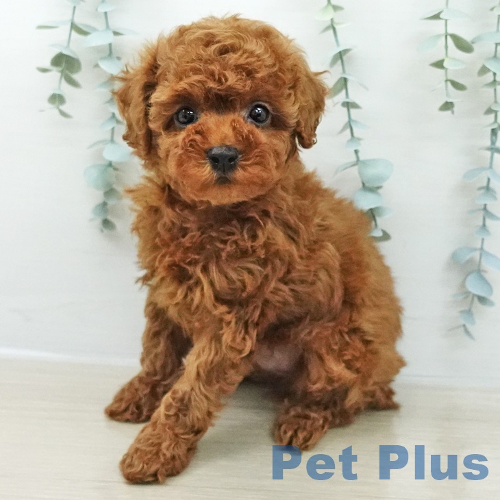 東京都のトイプードル(トイ) (ペットプラス 日の出店/2026年3月18日生まれ/男の子/レッド)の子犬の1枚目の画像