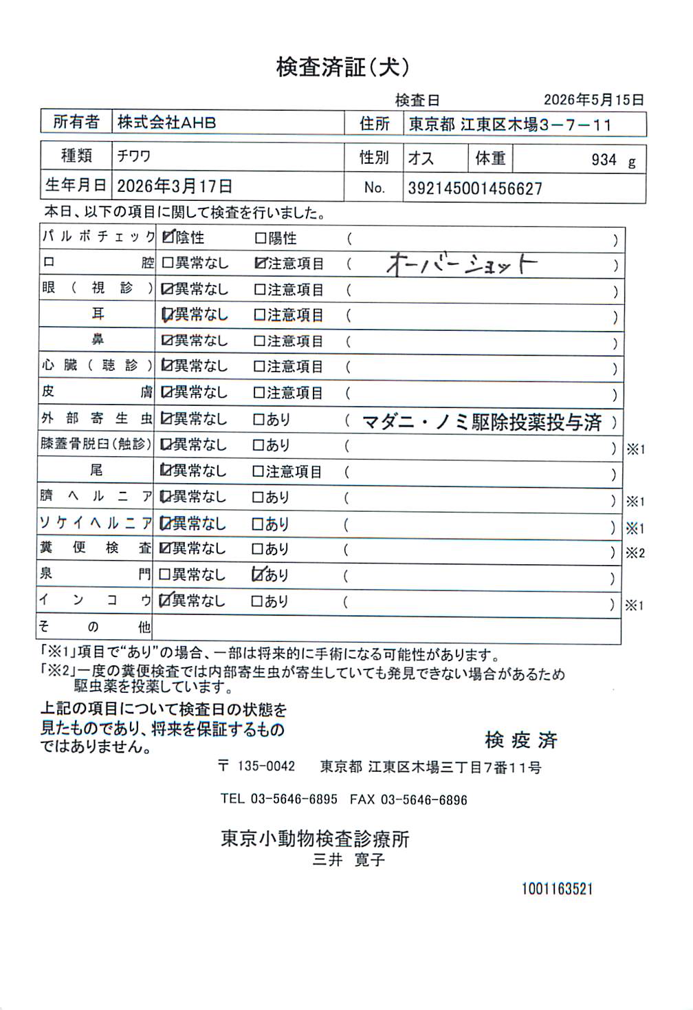 チワワ