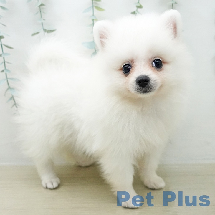 埼玉県のポメラニアン (ペットプラス 八潮店/2026年3月15日生まれ/女の子/クリーム)の子犬の1枚目の画像