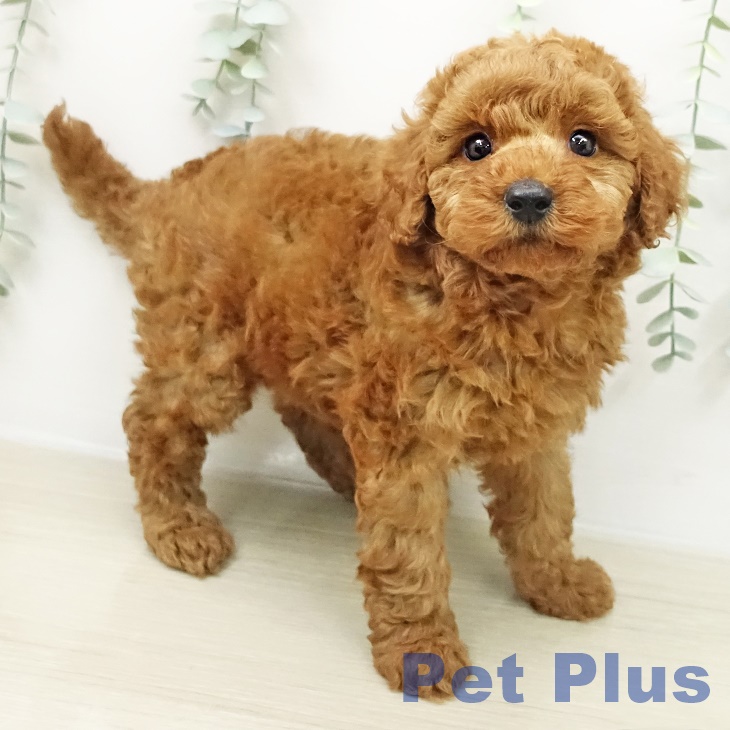 埼玉県のトイプードル(トイ) (ペッツワン 新座店/2026年3月18日生まれ/女の子/レッド)の子犬の1枚目の画像