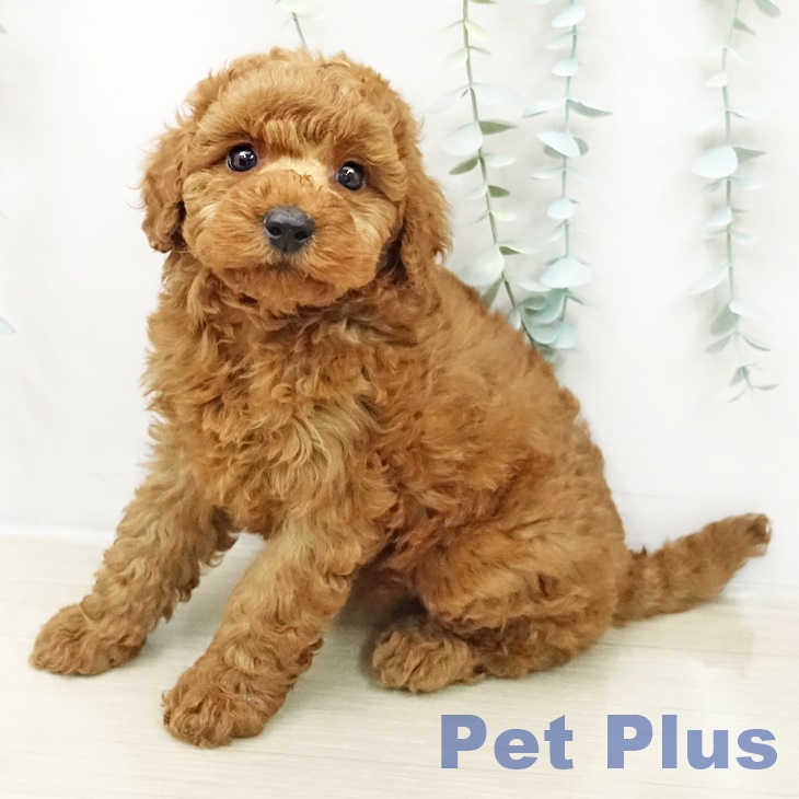 埼玉県のトイプードル(トイ) (ペッツワン 新座店/2026年3月18日生まれ/女の子/レッド)の子犬の2枚目の画像