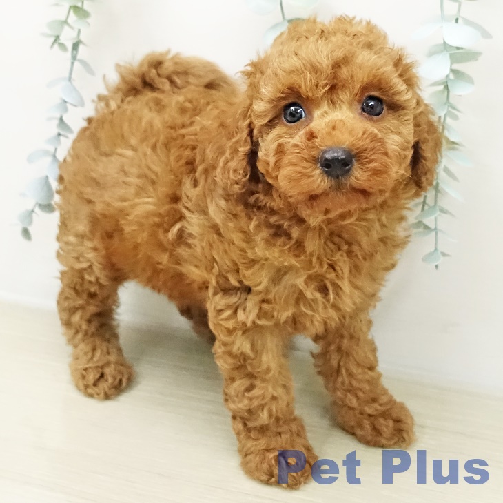 千葉県のトイプードル(トイ) (ペットプラス 成田店/2026年3月18日生まれ/女の子/レッド)の子犬の1枚目の画像
